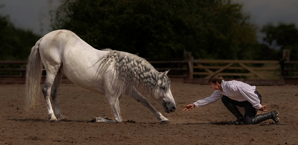 The Horse Whisperer - Janet Taylor - Commended